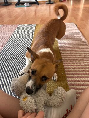 Lilo, Mischling - Hündin