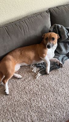 Lilo, Mischling - Hündin