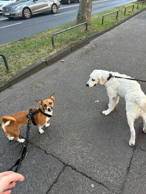 Lilo, Mischling - Hündin