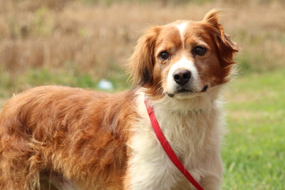 Lilo, Mischling - Rüde