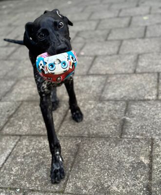 Lilo, Mischling Welpen - Rüde