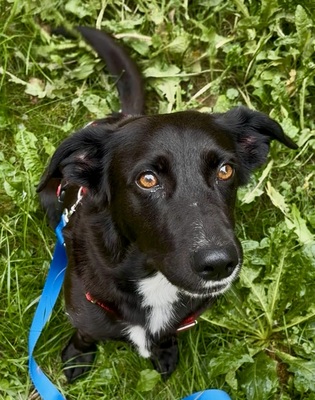 Lilo, Mix - Hündin
