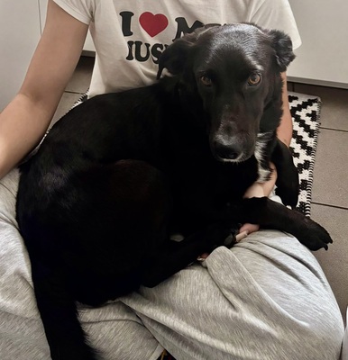 Lilo, Mix - Hündin