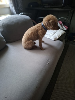 Lilo, XPudel - Rüde