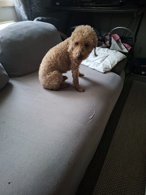 Lilo, XPudel - Rüde