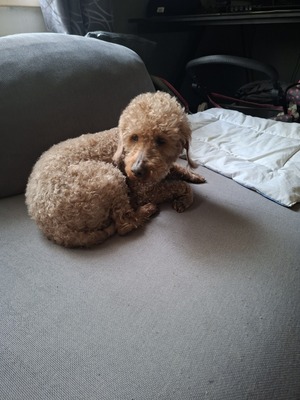 Lilo, XPudel - Rüde