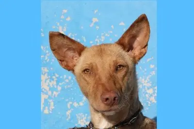 Lily, Podenca - Hündin