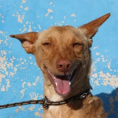 Lily, Podenca - Hündin