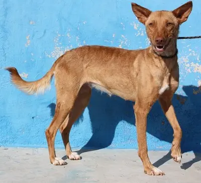 Lily, Podenca - Hündin