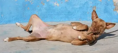 Lily, Podenca - Hündin