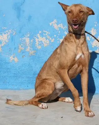 Lily, Podenca - Hündin