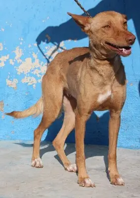 Lily, Podenca - Hündin