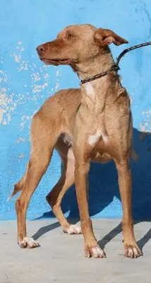 Lily, Podenca - Hündin