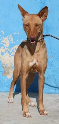 Lily, Podenca - Hündin