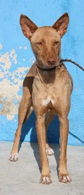 Lily, Podenca - Hündin