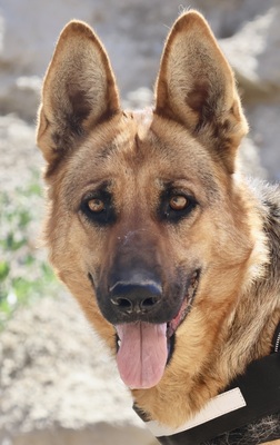Lily, Schäferhund - Hündin