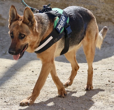 Lily, Schäferhund - Hündin