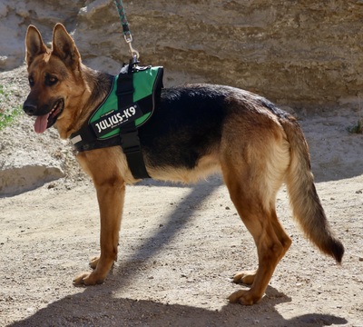 Lily, Schäferhund - Hündin