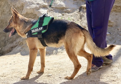 Lily, Schäferhund - Hündin