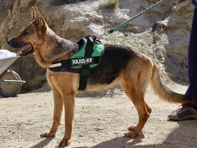 Lily, Schäferhund - Hündin