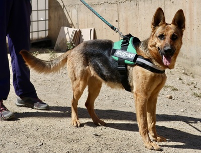Lily, Schäferhund - Hündin