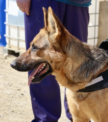 Lily, Schäferhund - Hündin