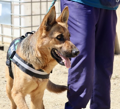 Lily, Schäferhund - Hündin