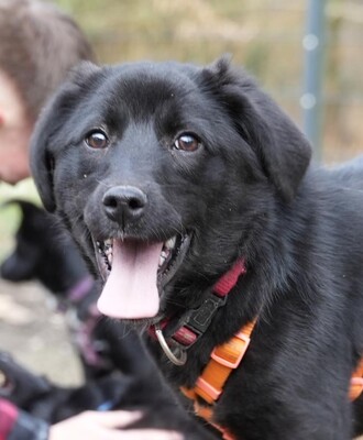 Limana, Mischling Welpen - Hündin