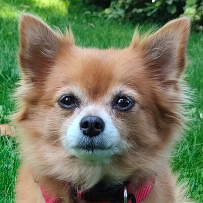 Limarie, Chihuahua, Spitz - Hündin