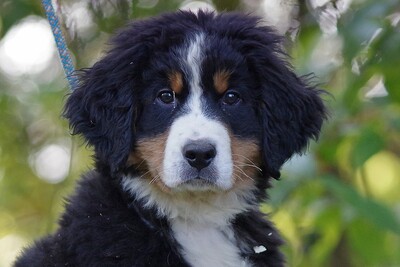 Limbo, Berner Sennenhund Welpen - Rüde
