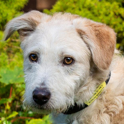 Limmie, Mischling - Rüde