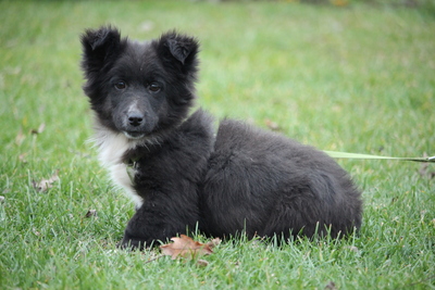 Limo, Mischling Welpen - Rüde