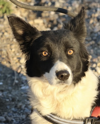 Limona, Border Collie - Mix - Hündin