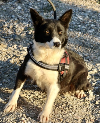 Limona, Border Collie - Mix - Hündin