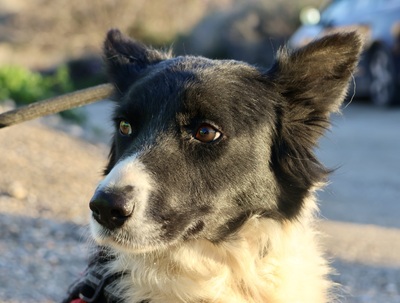 Limona, Border Collie - Mix - Hündin