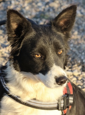 Limona, Border Collie - Mix - Hündin