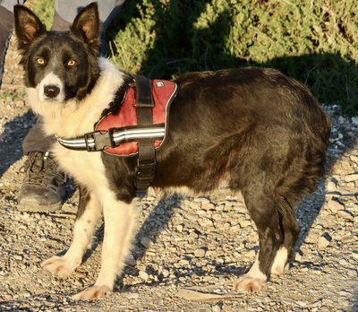 Limona, Border Collie - Mix - Hündin