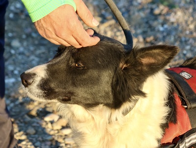 Limona, Border Collie - Mix - Hündin