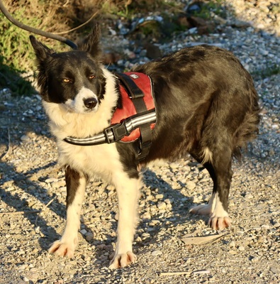 Limona, Border Collie - Mix - Hündin