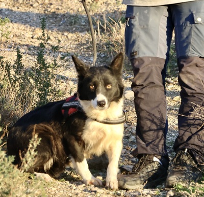 Limona, Border Collie - Mix - Hündin