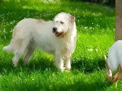 Lina, Mischling - Hündin