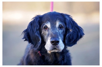 Lina, Mischling - Hündin