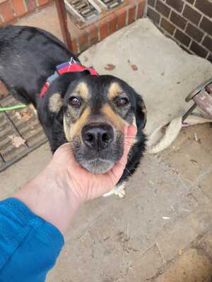 Lina, Mischling - Hündin