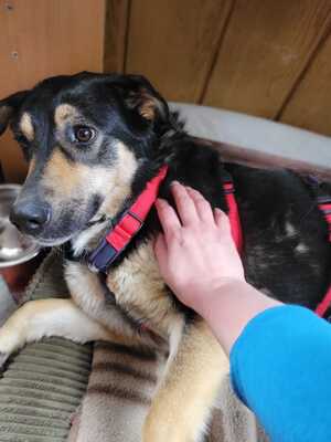 Lina, Mischling - Hündin