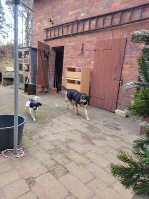 Lina, Mischling - Hündin