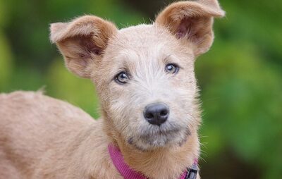 Lina, Mischling Welpen - Hündin