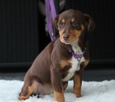 Lina, Mischling Welpen - Hündin