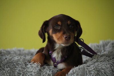 Lina, Mischling Welpen - Hündin