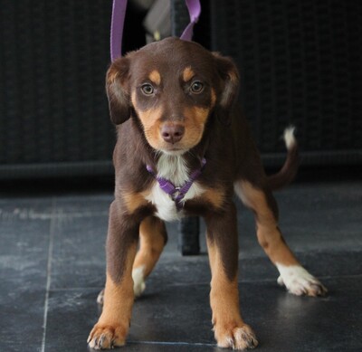 Lina, Mischling Welpen - Hündin