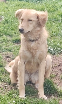 Lina, Mix - Hündin